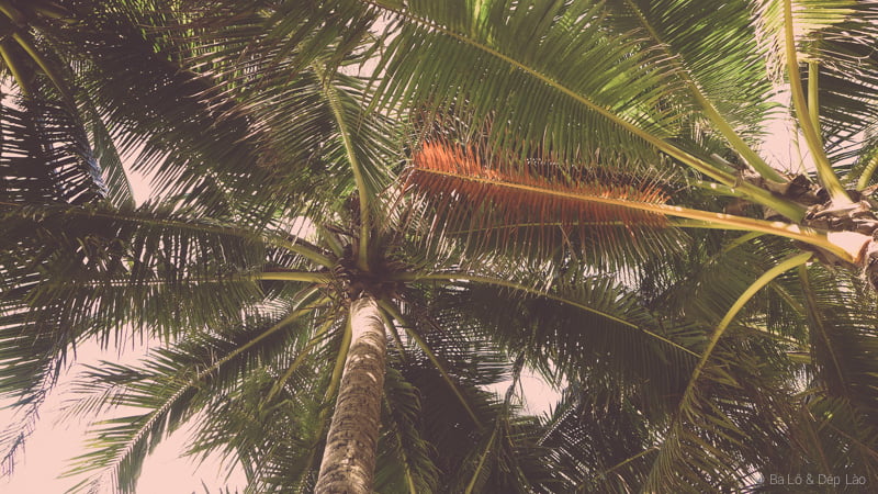 Hàng dừa trên biển
