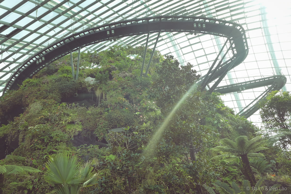 Cloud Forest