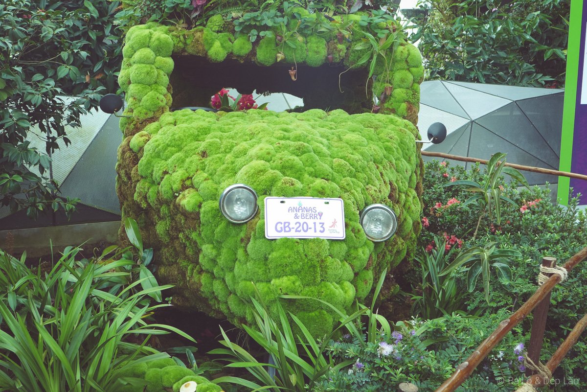 Cloud Forest