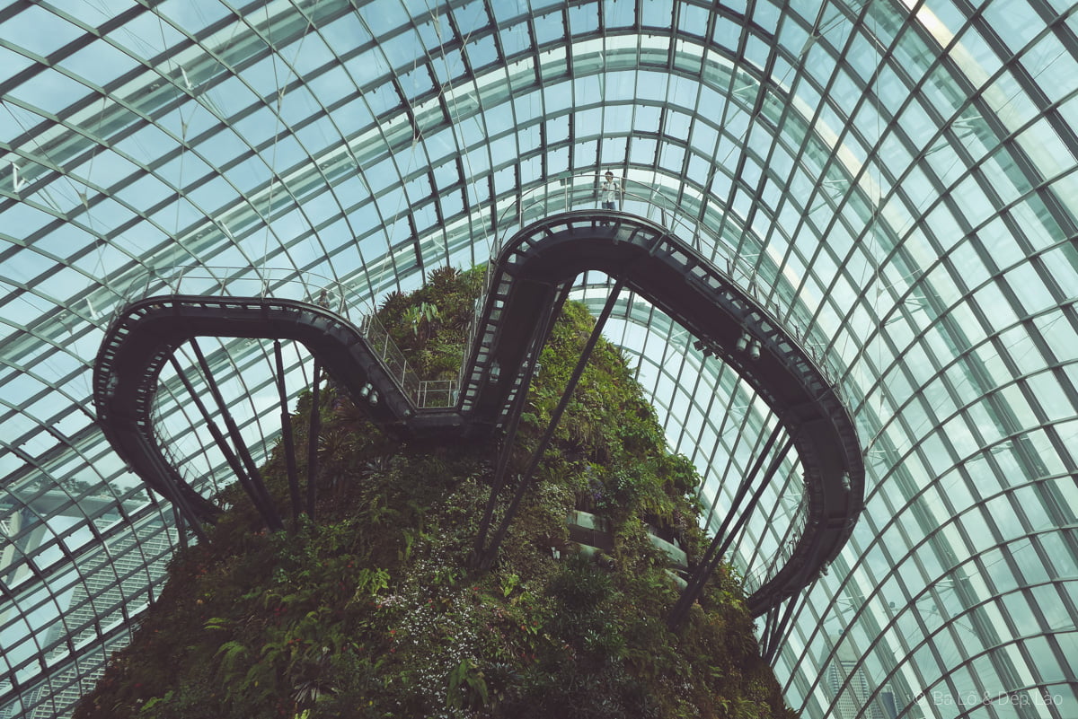 Cloud Forest