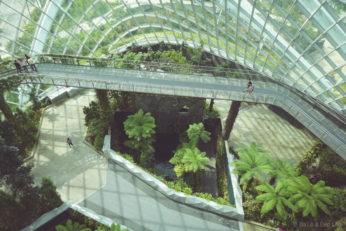 Cloud Forest