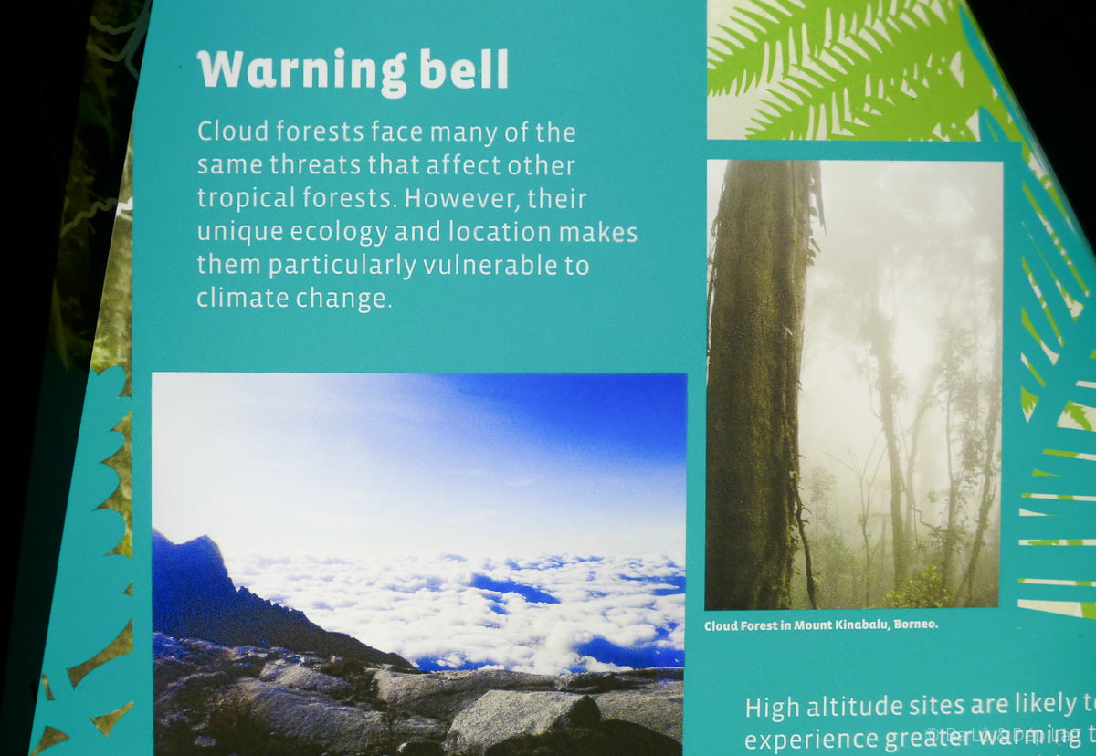 Cloud Forest