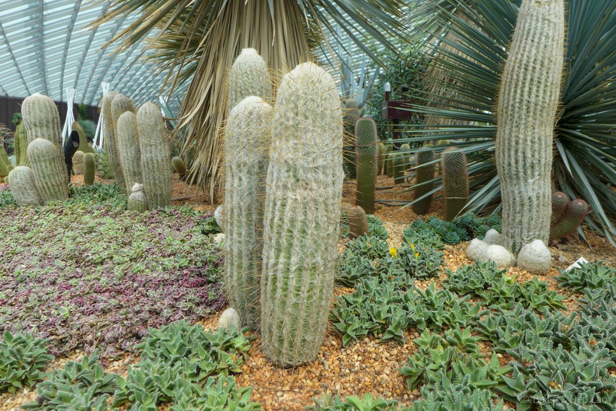 Flower Dome