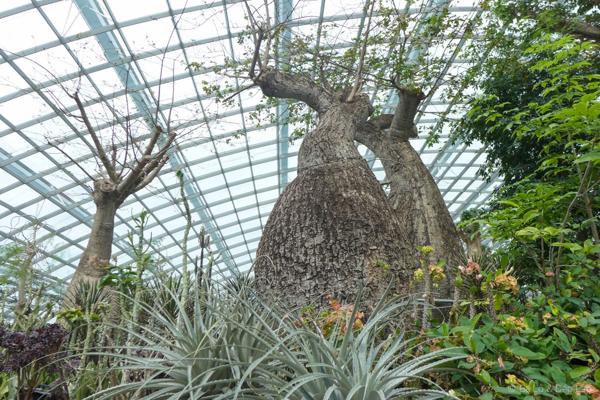 Flower Dome
