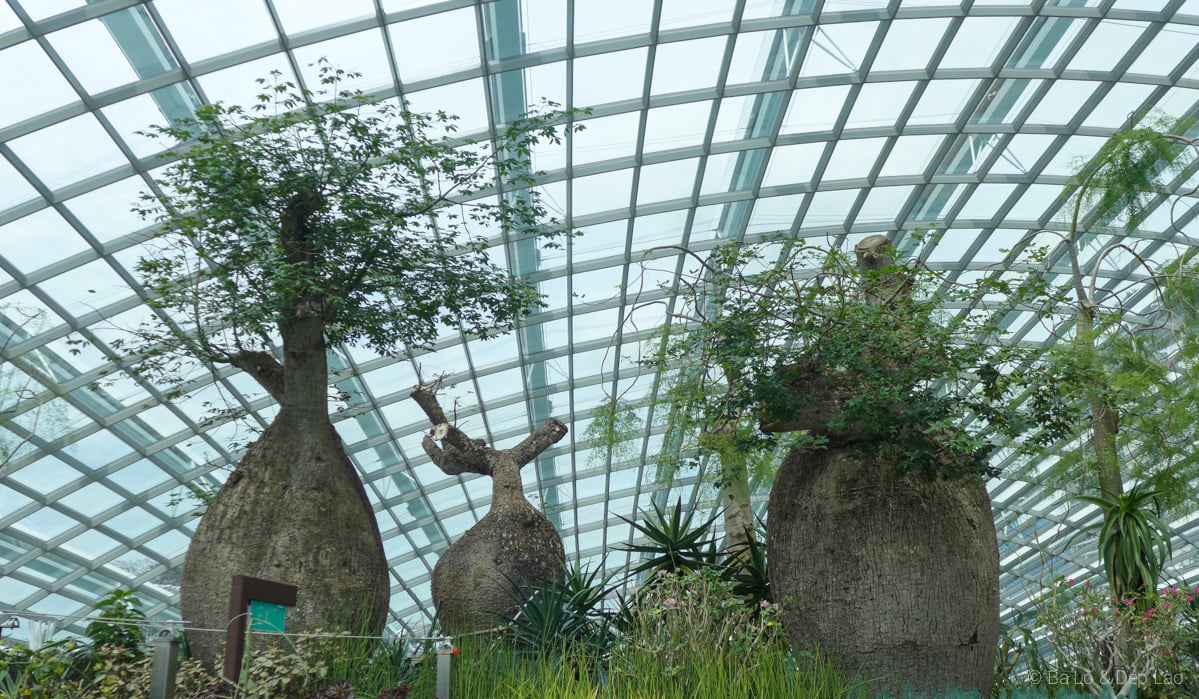 Flower Dome