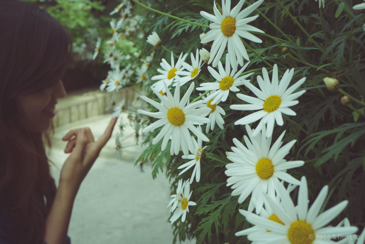 Flower Dome