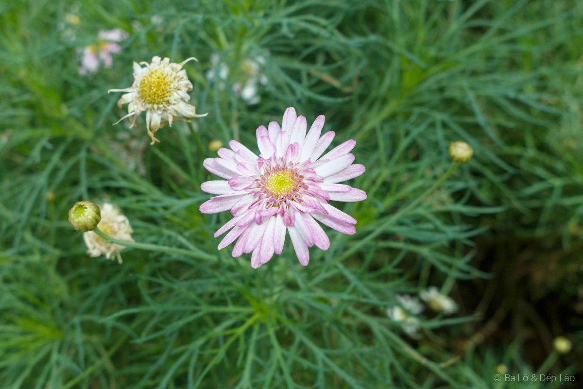 Flower Dome