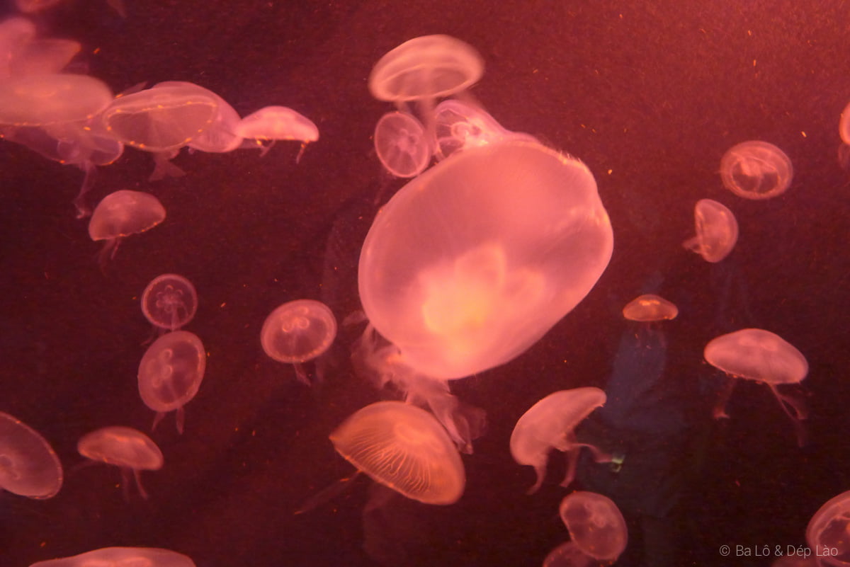 Sea Aquarium
