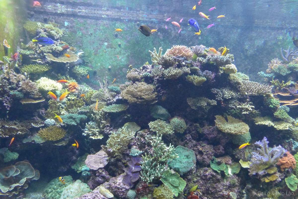 Sea Aquarium