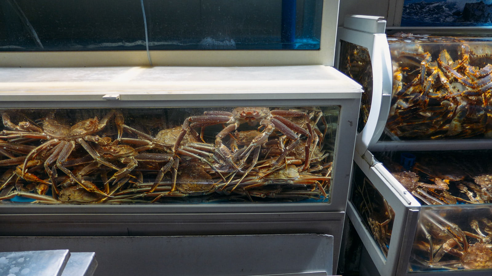 Một quán King Crab khổng lồ bắt gặp trên đường đi. Nhìn đã quá!
