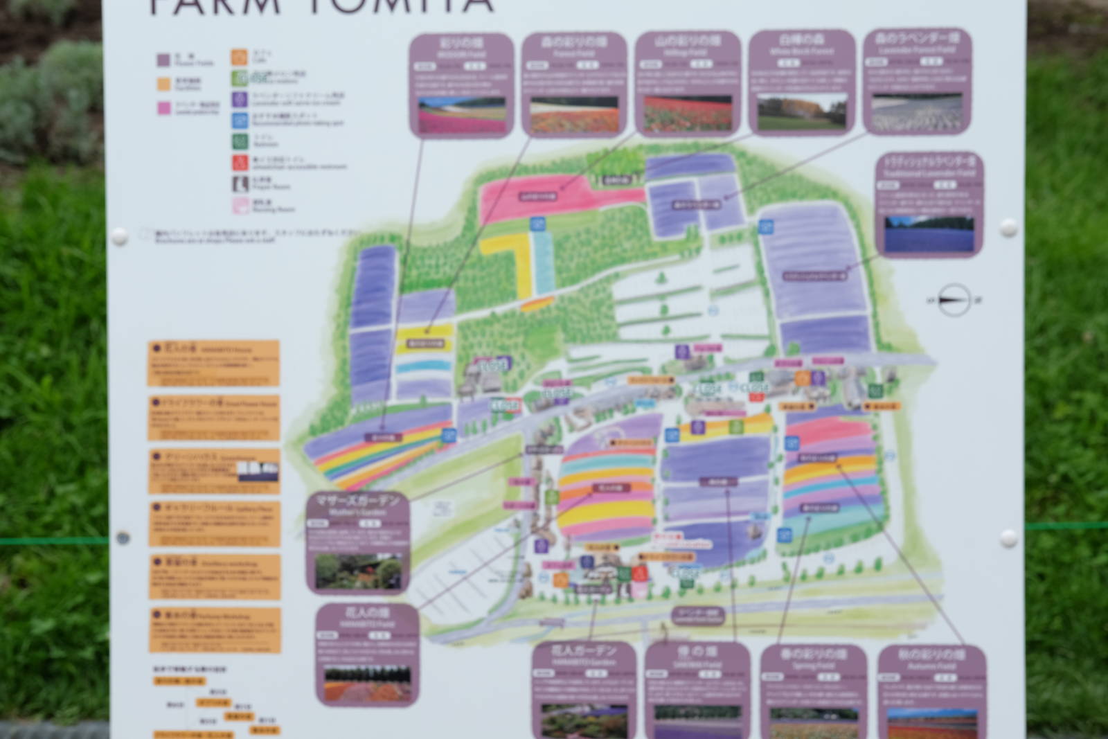 Bản đồ những cánh đồng lavender ở Farm Tomita