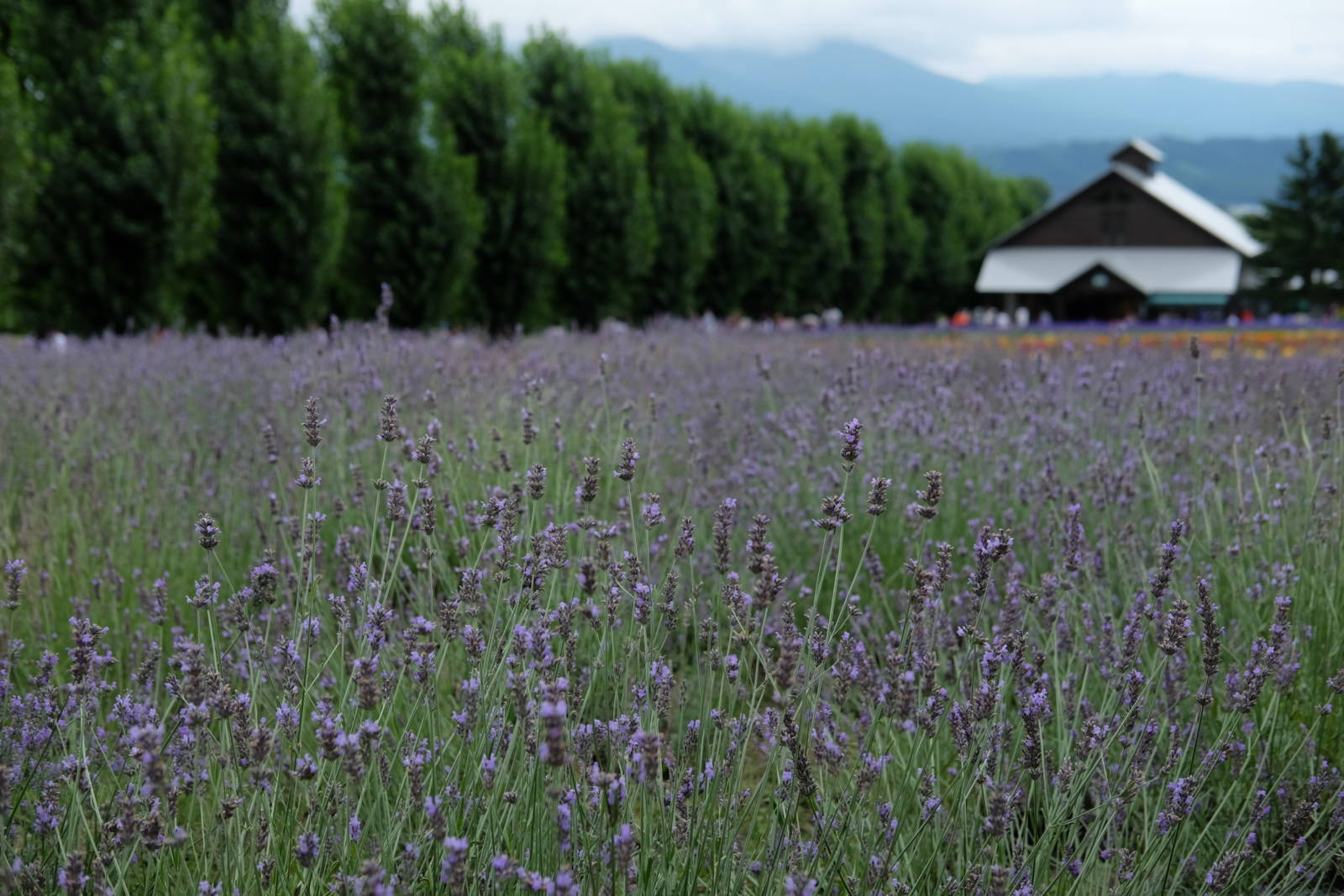 Hụt hẫng về cánh đồng hoa lavender Furano - Hokkaido Nhật Bản