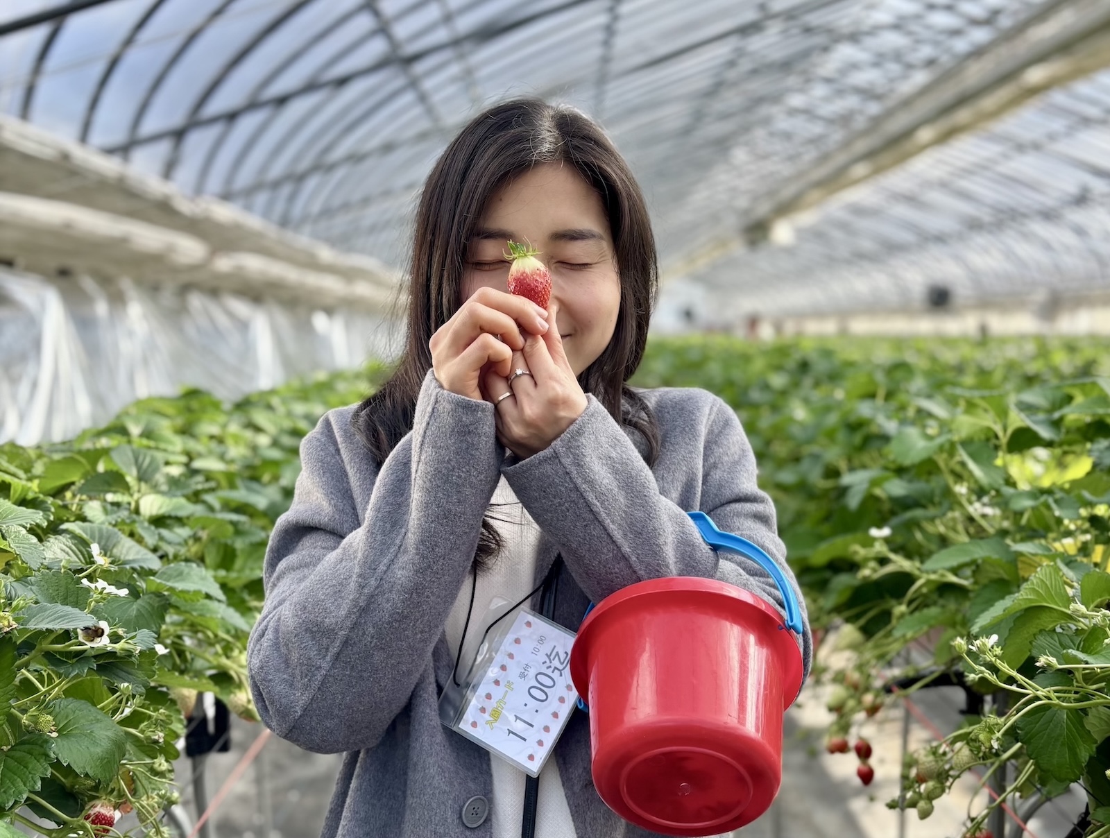 [Cuộc sống ở Nhật] Ăn dâu tươi thả ga tại vườn, khám phá Himi Seaside Botanical Garden