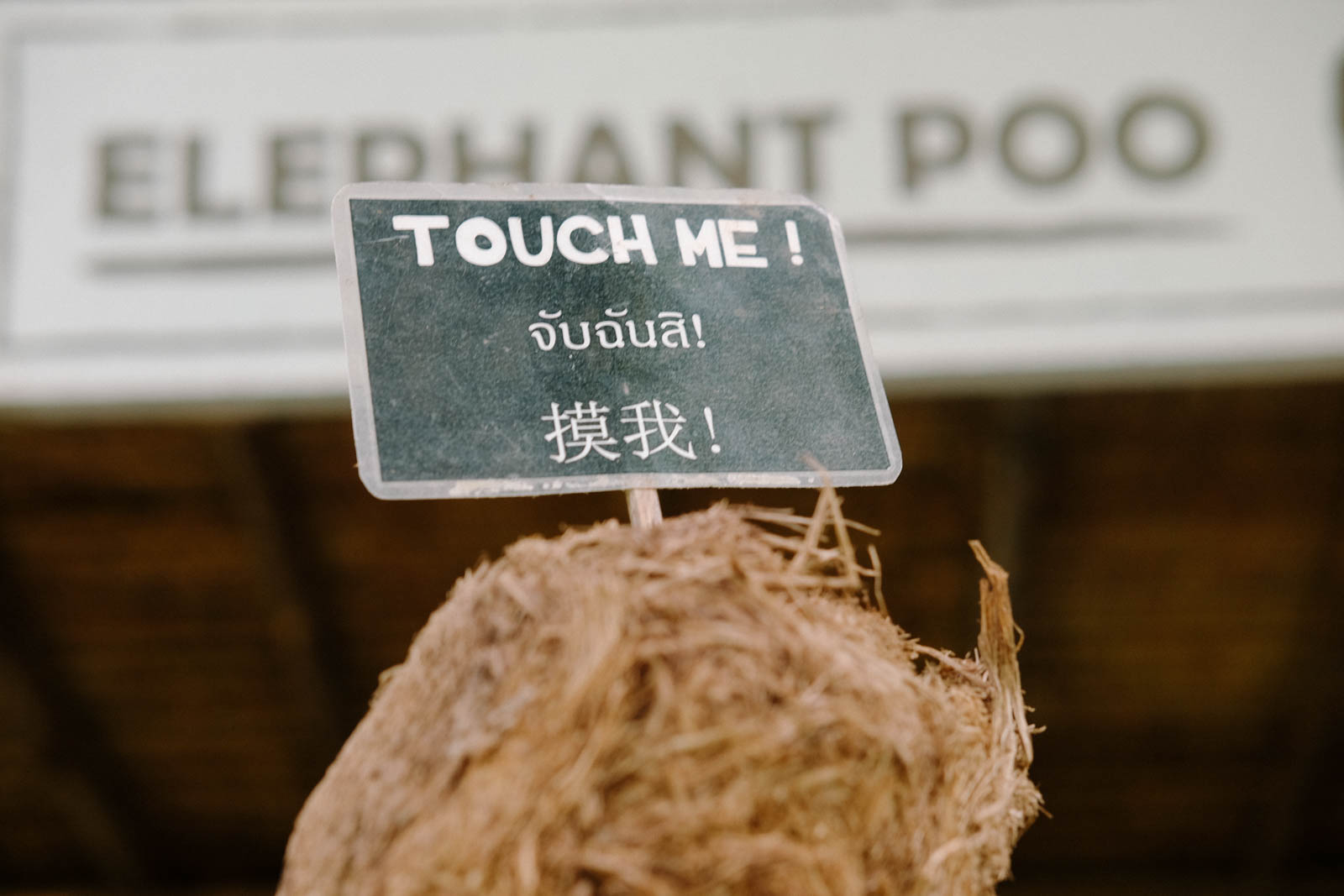 Đây là phân voi sau khi đã sấy khô