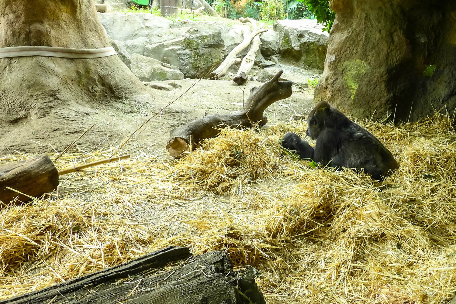 Gorilla nè