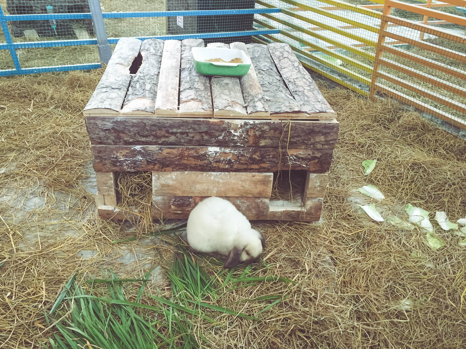 Và cả thỏ tai cụp đáng yêu