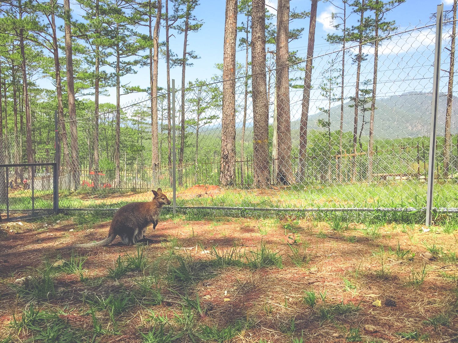 Lần đầu mình được thấy kangaroo gần như vậy